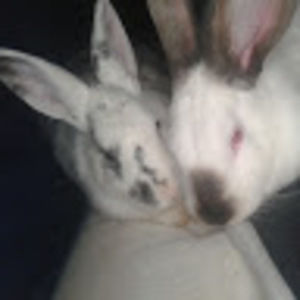 Meet your Posher, Passion animaux